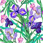 Seamless pattern with flowers Iris Vector Hand drawn.