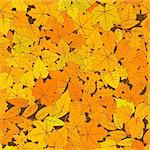 A lot of cute hand drawn leaves from different kind of trees, autumn seamless pattern