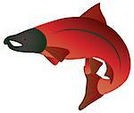 Coho Salmon Fish in Color Illustration