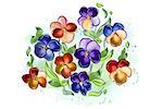 Vector illustration of watercolor flowers violets and pansy and leaves