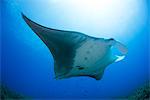 Giant manta swimming in caribbean clear water, Cancun, Mexico