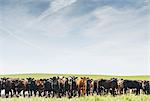 Portrait of a row of cows in field landscape