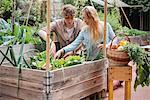 Young man and woman picking vegetables from wooden trough