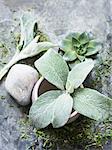 Overhead view of succulent plant