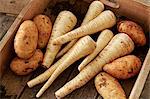 Still life fresh, organic, healthy, rustic, dirty parsnips and potatoes in wood crate