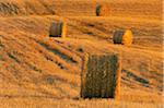 Close-up of hay bales on a golden grain field at sunset in Val d'Orcia in the Province of Siena in Tuscany, Italy