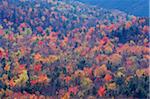 Overview of the Forest in autumn with fall foliage on a sunny day in White Mountains National Forest in New Hampshire, New England, USA