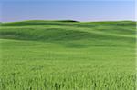 Green wheat field and blue sky in the Palouse Region near Colfax in Whitman County, Washington State, USA