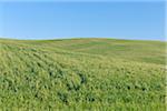 Green wheat field with clear blue sky in spring near Ronda in the Malaga Province in Andalusia, Spain