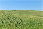 Green wheat field with clear blue sky in spring near Ronda in the Malaga Province in Andalusia, Spain