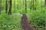 Footpath through spring beech forest with ramsons (Allium ursinum) and lush green foliage in the Hainich National Park in Thuringia, Germany