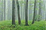 Spring beech forest with lush green foliage in the Hainich National Park in Thuringia, Germany