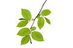 Branch of European Hornbeam (Carpinus betulus) with fresh foliage in spring on a white background, Germany