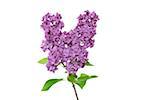 Close-up of purple Lilac (syringa) flowers on a white background, studio shot