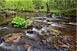 Kalte Bode stream (of the Bode River) flowing through forest in the Elendstal Valley near Schierke in Harz, Germany