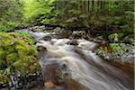 Kalte Bode stream (of the Bode River) flowing through forest in the Elendstal Valley near Schierke in Harz, Germany