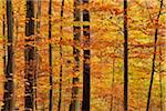 Forest in autumn colours in Bavaria, Germany