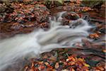 Close-up of water flowing in the Rriver Ilse with autumn leaves in the Ilse Valley along the Heinrich Heine Trail in Harz National Park, Harz, Germany