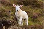 Portrait of lamb in springtime at Dunvegan on the Isle of Skye in Scotland, United Kingdom