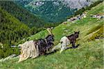 Blackneck goats grazing on the mountainside of the Pennine Alps near Zermatt, Switzerland