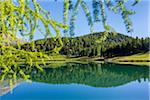 Forest sourrounding St Mortiz reflected in Lake St Moritz on a sunny day in spring, Switzerland