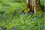 Beech tree with bear's garlic and bluebells near Armadale on the Isle of Skye in Scotland, United Kingdom