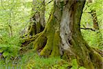 Close-up of old beech trees near Armadale on the Isle of Skye in Scotland, United Kingdom