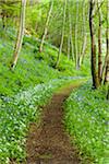 Pathway through spring forest with bear's garlic and bluebells near Armadale on the Isle of Skye in Scotland, United Kingdom