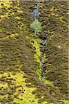 Elevated view of shrubbery and a tree on a mountain slope in spring in Scotland, United Kingdom