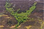 Elevated view of heathland with trees on a mountain slope in springtime in Scotland, United Kingdom