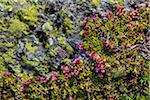 Close-up of wildflowers and lichen on rocks at the top of Muottas Muragl near St Moritz, Switzerland