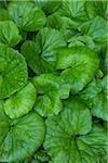 Close-up of green leaves foliage at Lake Misurina in the Dolomites near Cortina d'Ampezzo, Italy