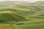 Herding cattle in green valley, Shandan, Gansu, China