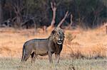 Portrait of Lion (Panthera leo), Okavango Delta, Botswana, Africa