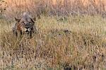 Lion (Panthera leo), resting in grass, Okavango Delta, Botswana, Africa