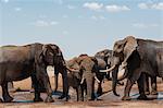 Herd of African elephants, (Loxodonta africana), Savuti, Chobe National Park, Botswana, Africa