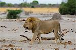 Male Lion (Panthera leo), Savuti, Chobe National Park, Botswana, Africa