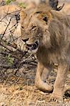 Male Lion (Panthera leo), Savuti, Chobe National Park, Botswana, Africa