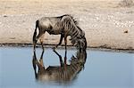 Blue wildebeest (Connochaetes taurinus) drinking from waterhole, Kalahari, Botswana, Africa