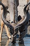 Greater kudu (Tragelaphus strepsiceros), at waterhole, Kalahari, Botswana, Africa