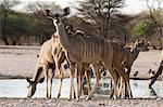 Greater kudu (Tragelaphus strepsiceros), at waterhole, Kalahari, Botswana, Africa