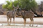 Two Greater kudu males (Tragelaphus strepsiceros), at waterhole, Kalahari, Botswana, Africa