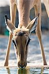 Portrait of Impala (Aepyceros melampus), drinking at waterhole, Kalahari, Botswana, Africa