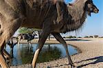 A Greater kudu (Tragelaphus strepsiceros), low angle view,  Kalahari, Botswana, Africa