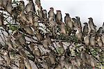 A Red-billed quelea flock (Quelea quelea), resting on tree, Kalahari, Botswana, Africa