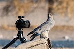 A pale chanting-goshawk (Melierax canorus), looking at a remote camera, Kalahari, Botswana, Africa