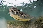 Crocodile on seabed, Xcalak, Quintana Roo, Mexico, North America