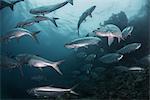 School of tarpon fish at reef, Xcalak, Quintana Roo, Mexico, North America