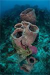 Sponges on seabed, Xcalak, Quintana Roo, Mexico, North America