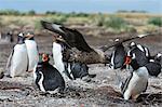 A southern skua (Catharacta antarctica), attacking a Gentoo penguin colony (Pygoscelis papua), Port Stanley, Falkland Islands, South America